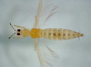 Scientists Find New Way To Trick Thrips