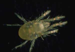 New Ways To Attack Two-Spotted Spider Mite May Be On The Horizon