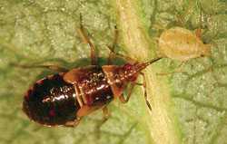 Beneficial Of The Month: Pirate Bug