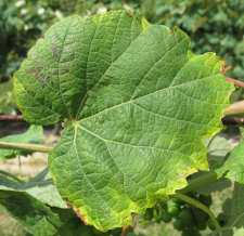 A Key Winegrape Pest