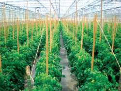 Greenhouse Growing Gets Boost From Locavores