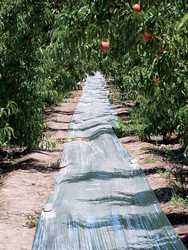 Reflective Film Enhances Color In Orchards