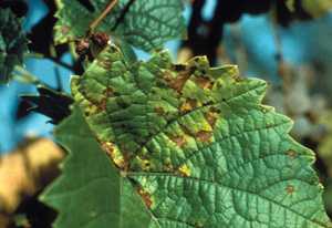 Pest Of The Month: Downy Mildew