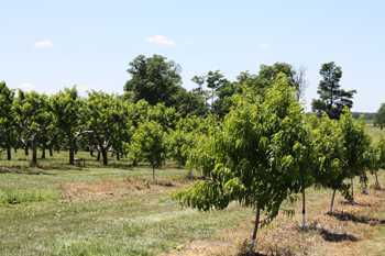 ‘Ladderless’ Peach, Nectarine Orchards Explored