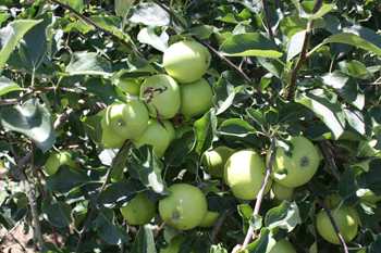 Fine Americas Introduces Next Generation of Bloom-Thinning PGRs