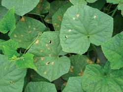 Fighting Downy Mildew