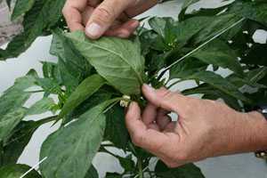Healthy Plants Require A Steady Scout