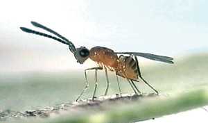 Parasitoids The Protect Produce