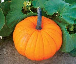 Variety File: NESeed