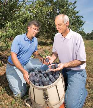 A Plum That Stands Up to Pox