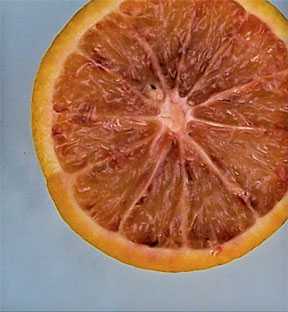 Popularity of Blood Oranges on the Rise in Florida
