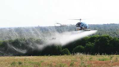 A Coordinated Attack Key In Psyllid Control