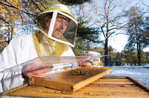 Colony Collapse Disorder On The Decline