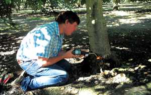 How To Prevent Crown Gall In Walnuts