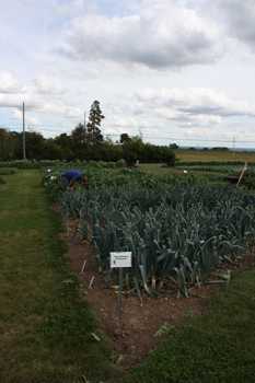 Study Reveals Strategies Plants Use To Weather The Cold