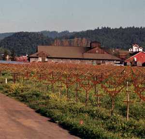Lessons Learned In Dry Farming At Frog’s Leap Winery