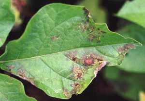Late Blight Of Tomato And Potato Webinar
