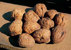 Wiping Out Walnut Husk Fly