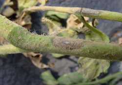 How To Control Early Blight And Septoria In Tomatoes
