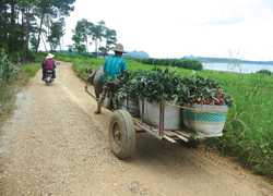 FFVA On The Line: Exploring Asian Ag