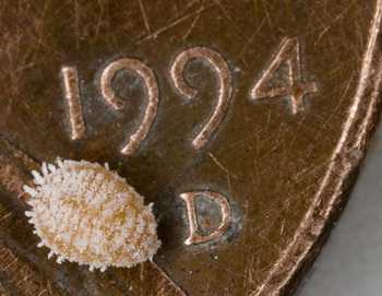 Mealybug Infestation Hits Michigan Vineyards