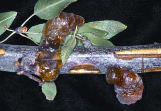 How To  ID Almond Cankers