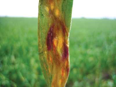 Pest Of The Month: Purple Blotch