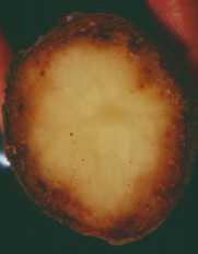 Potato Pointers: The Big Three: Fast Moving Potato Storage Diseases