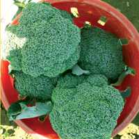Variety File: Seedway