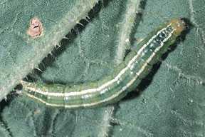 Pest Of The Month: Melonworm