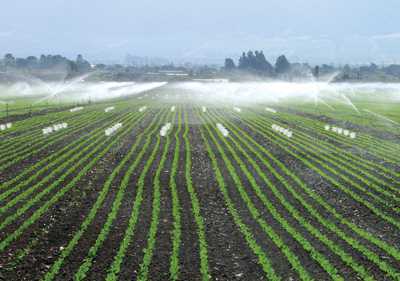USDA Ends Plan For National Leafy Greens Food Safety Program