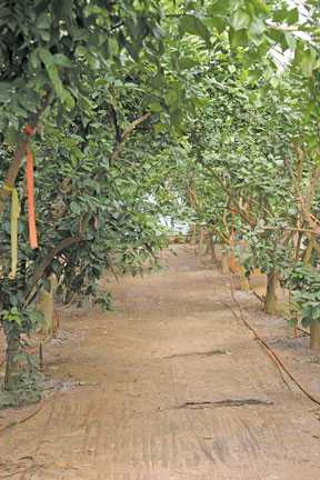 Florida Citrus Nurseries Running At Full Capacity