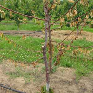 New York Growers Assessing Crop Losses, Weighing Options