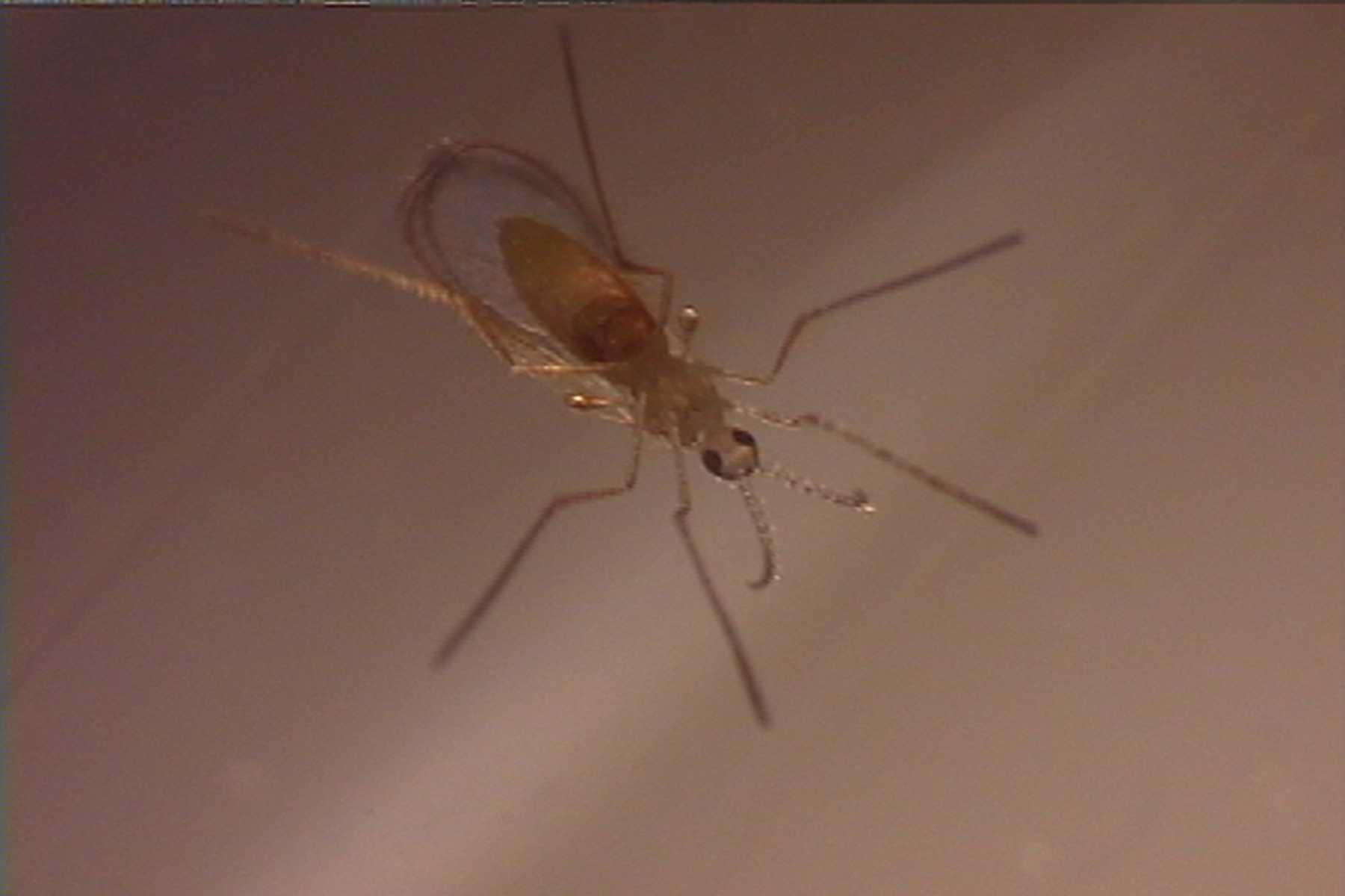 Study Shows Corn Plants Help Control Major Mite Pest