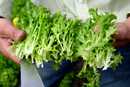 New Lettuce Looms Large