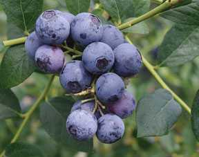 Mississippi State University Hosts Blueberry Workshop