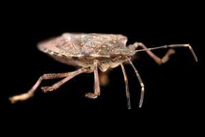 Brown Marmorated Stink Bug is the Beast of the East