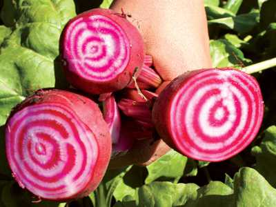 2011 Seed Trials: The Latest Offerings