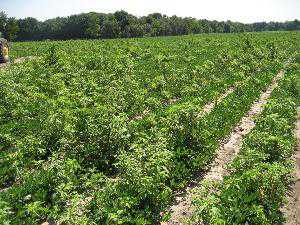 Palmer Amaranth: A Weed To Watch