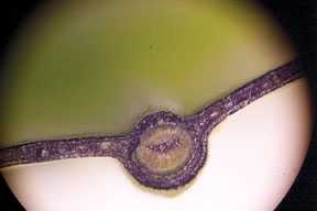 Parsons On Citrus: Goin’ With The Phloem