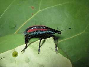 New Citrus Pest Alert