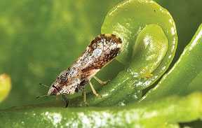Citrus Greening Found For First Time In California