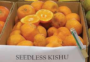 Seedless Kishu: The Tiny Wonder