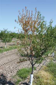 Tackling Verticillium Wilt In Almonds