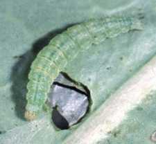 The Diamondback Moth And Yellow Margined Leaf Beetle Are Two Foes You Should Know