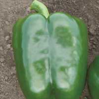 Variety File: Rispens Seeds, Inc.