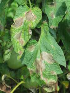 Late Blight Update