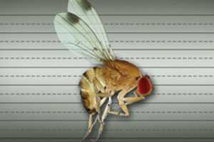 Take A Swat At Spotted Wing Drosophila
