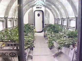Growing Vegetables On The Moon