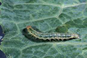 Pest Of The Month: Beet Webworms